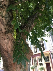 Pterocarya fraxinifolia