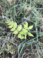 Gymnocladus dioicus