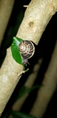 Cornu aspersum