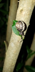 Cornu aspersum