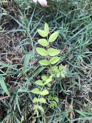 Gymnocladus dioicus