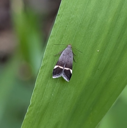 Agrimony Anacampsis Moth photo 5