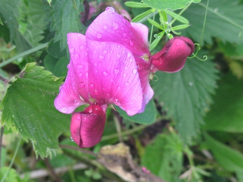 Two-flowered Everlasting-pea (Lathyrus grandiflorus)
