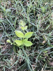 Gymnocladus dioicus