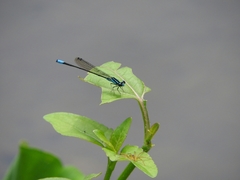 Acanthagrion quadratum