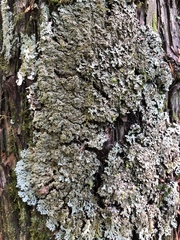 Physconia grumosa