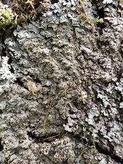 Physconia grumosa
