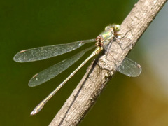 Chalcolestes