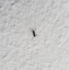 Paratrechina longicornis