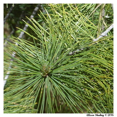 Pinus lambertiana