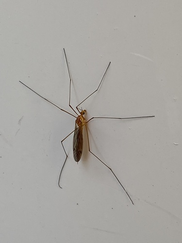 Unknown species found near W Foxtrail Ln, Idaho Falls, ID, US