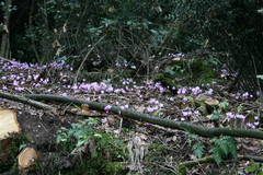 Cyclamen hederifolium