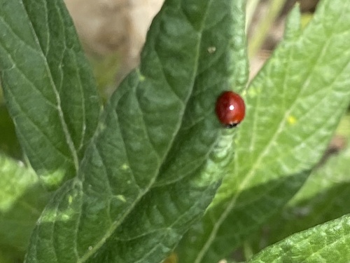iNaturalist observation photo of Spotless Lady Beetle