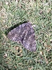 Catocala lacrymosa