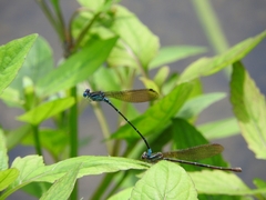 Argia rhoadsi