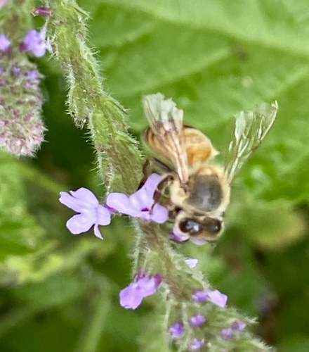 iNaturalist observation photo of Western Honey Bee