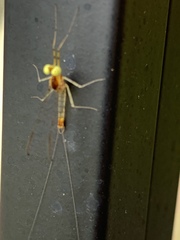 Stenacron interpunctatum