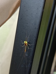 Stenacron interpunctatum