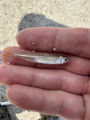 Tidewater Silverside photo 5