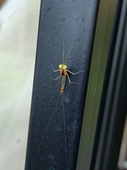 Stenacron interpunctatum