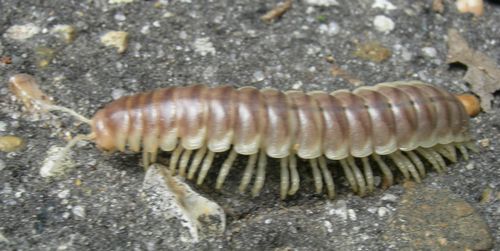 Pachydesmus duplex