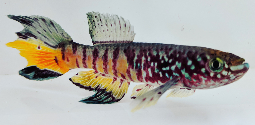Fundulopanchax sjostedti