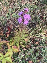 Liatris novae-angliae