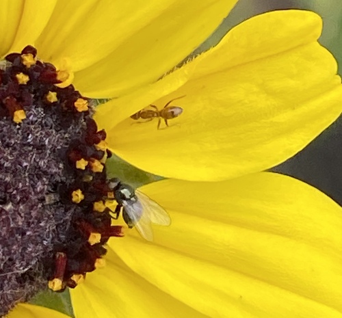 iNaturalist observation photo of Leaf-miner Flies