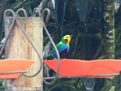 Chlorochrysa nitidissima