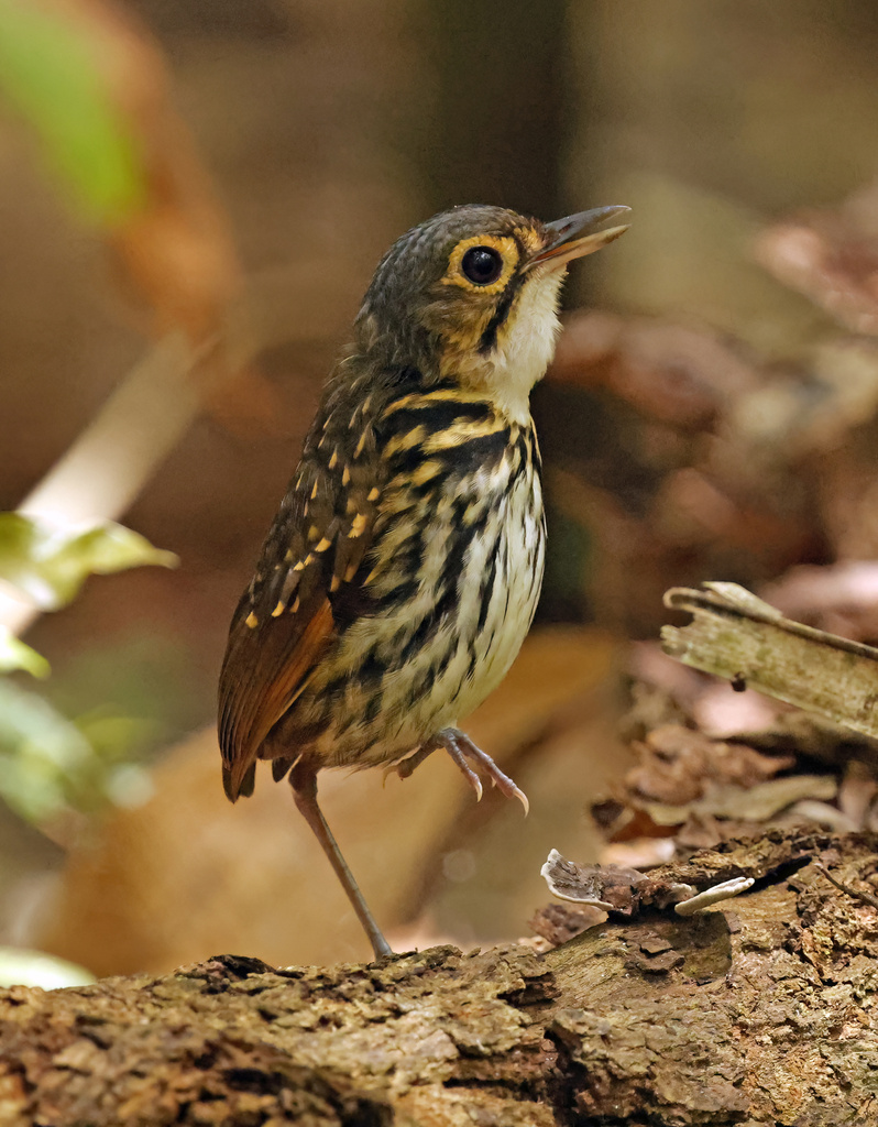 Streak-Chested Antpitta