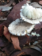 Amanita farinacea