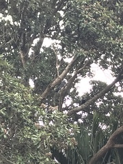 Hemiphaga novaeseelandiae