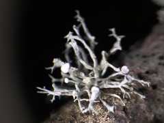 Ramalina dilacerata