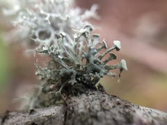 Ramalina dilacerata