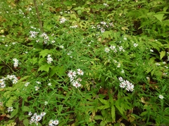 Symphyotrichum ontarionis glabratum