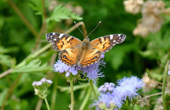 Vanessa virginiensis