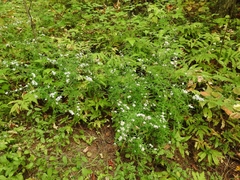 Symphyotrichum ontarionis glabratum