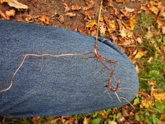 Symphyotrichum ontarionis glabratum