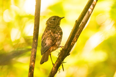 Catharus ustulatus phillipsi