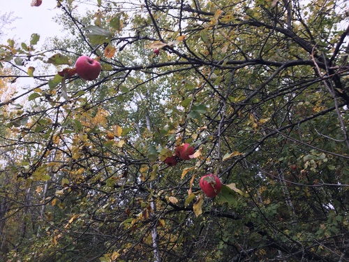 Naminė obelis nuotrauka