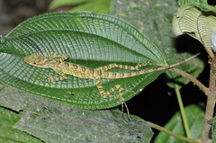 Anolis aequatorialis