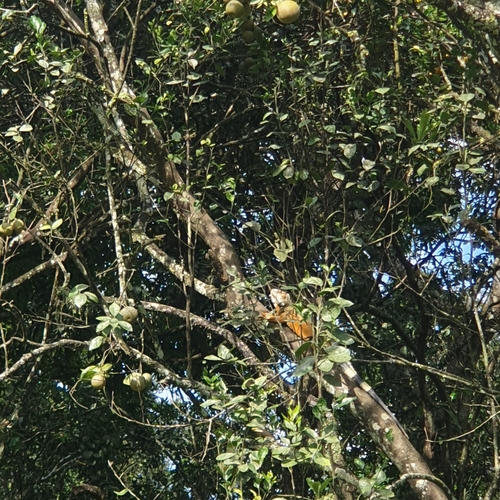 Green Iguana