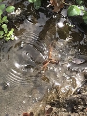 Libellula saturata