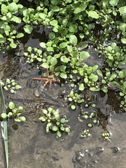 Libellula saturata