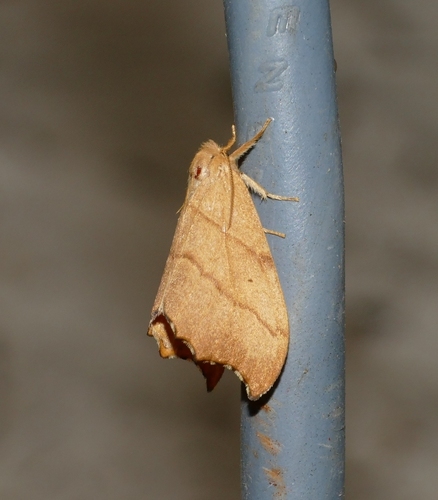 Falcaria lacertinaria