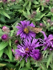 Atalopedes campestris