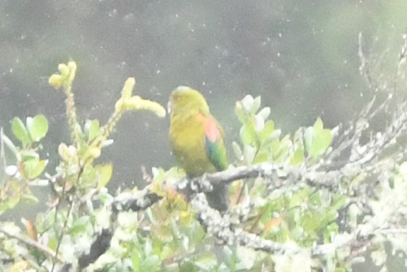 Fuertes's Parrot (Hapalopsittaca fuertesi), photo 8