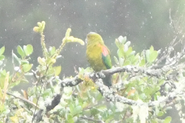 Fuertes's Parrot (Hapalopsittaca fuertesi), photo 9