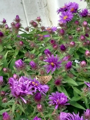 Atalopedes campestris