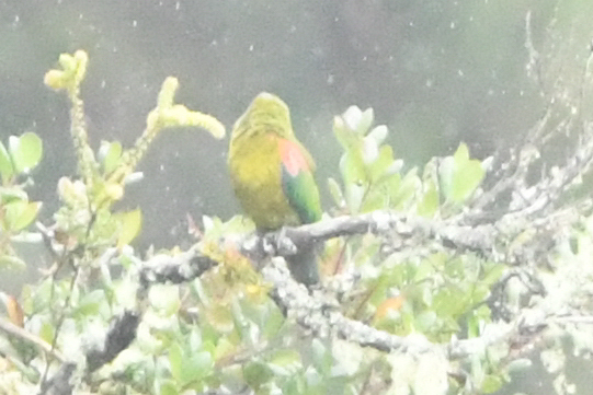 Fuertes's Parrot (Hapalopsittaca fuertesi), photo 10